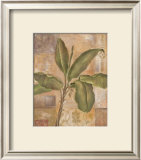 Tropical Spirit I