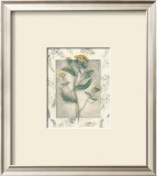 Yarrow