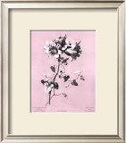 Buy Dussurgey Amaryllis on Pink at AllPosters.com
