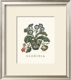 Buy Gloxinia at AllPosters.com