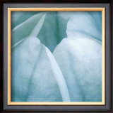 Buy Tulip Trio III at AllPosters.com