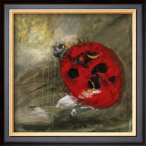 Coccinelle