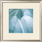 Buy Tulip Trio III at AllPosters.com