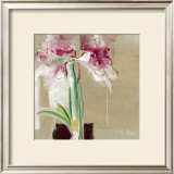 Buy Amaryllis Tachete at AllPosters.com