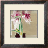 Buy Amaryllis Tachete at AllPosters.com