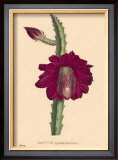 Buy Speciosissimus at AllPosters.com