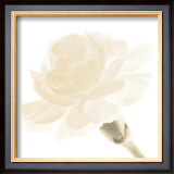 Carnation I