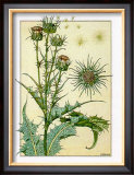 Buy Cardus at AllPosters.com