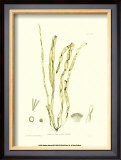 Buy Seaweed III at AllPosters.com