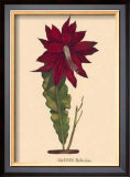 Buy Hybridus at AllPosters.com
