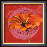 Zinnia Orange sur Pos Rose