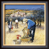 La Cueillette des Olives