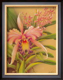 Buy Pink Cattleya at AllPosters.com