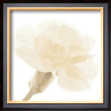 Carnation II