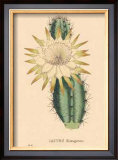 Buy Hexagonus at AllPosters.com