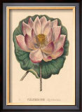 Buy Nelumbium at AllPosters.com
