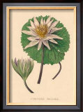 Buy Nymphea Versicolo at AllPosters.com