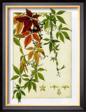 Buy Hedera at AllPosters.com