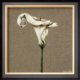 Buy Arum at AllPosters.com