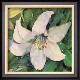 Buy White Lily at AllPosters.com