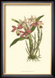 Buy Blushing Orchids II at AllPosters.com