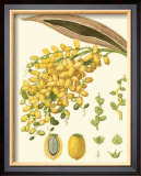 Buy Tropicals VIII at AllPosters.com