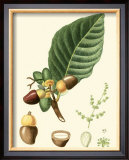 Buy Tropicals V at AllPosters.com