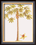 Buy Papaya Tree at AllPosters.com
