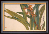 Brown Orchids