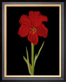 Buy Amaryllis at AllPosters.com