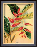 Buy Heliconia at AllPosters.com