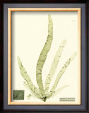 Buy Seaweed II at AllPosters.com