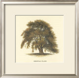 Oriental Plane