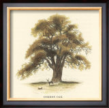 Common Oak