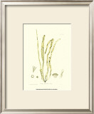 Buy Seaweed III at AllPosters.com