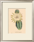 Buy Hexagonus at AllPosters.com