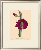 Buy Speciosissimus at AllPosters.com