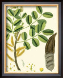 Buy Tropicals VI at AllPosters.com