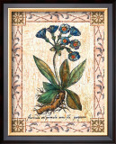 Buy Blue Primrose at AllPosters.com