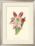 Buy Amaryllis Blooms IV at AllPosters.com