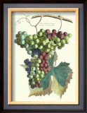 Buy Detail of Grapes II at AllPosters.com