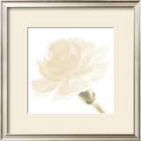 Carnation I