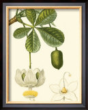 Buy Tropicals II at AllPosters.com