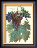 Detail of Grapes I