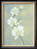 Buy Powder Blue Orchid at AllPosters.com