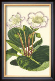 Buy Gloxinia Garden IV at AllPosters.com