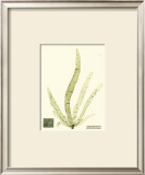 Buy Seaweed II at AllPosters.com