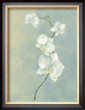 Buy Blue Orchid Stem at AllPosters.com