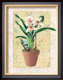 Buy Potted Cymbidium at AllPosters.com