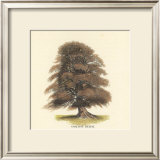 Buy Common Beech at AllPosters.com